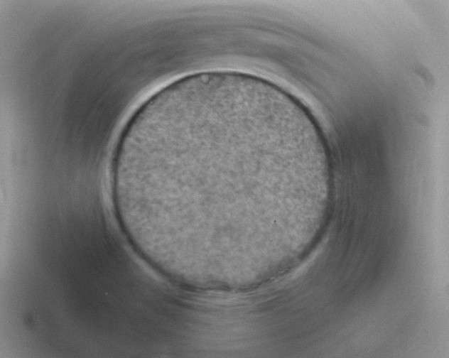 X0000116591517201001071224