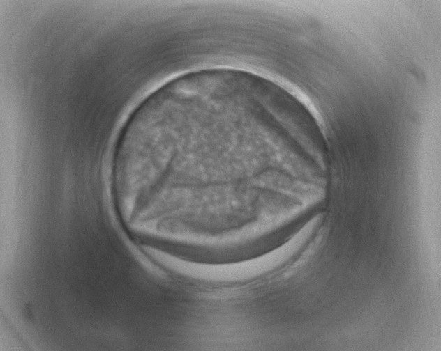 X0000116591525201001071224