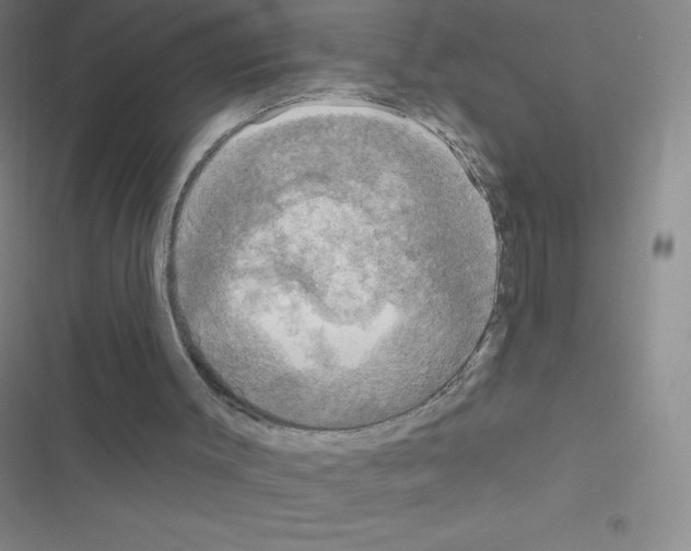 X0000116590003201001211336