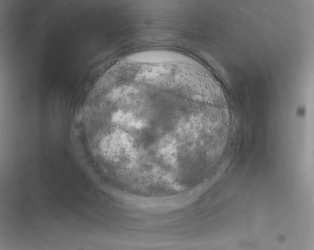 X0000116590026201001211335