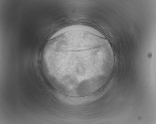 X0000116590030201001211335