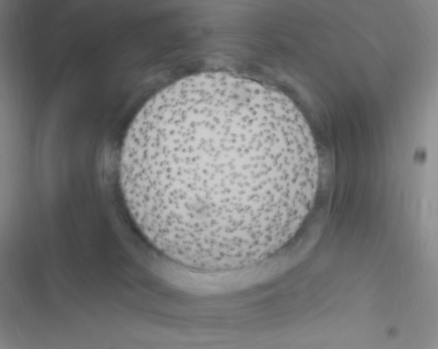 X0000116590038201001211335