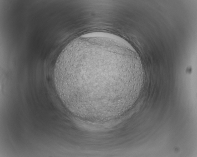 X0000116590042201001211335