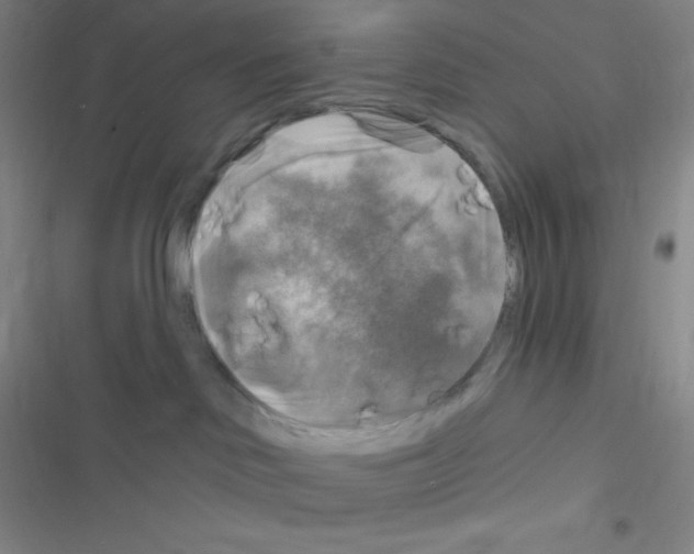 X0000116590046201001211335