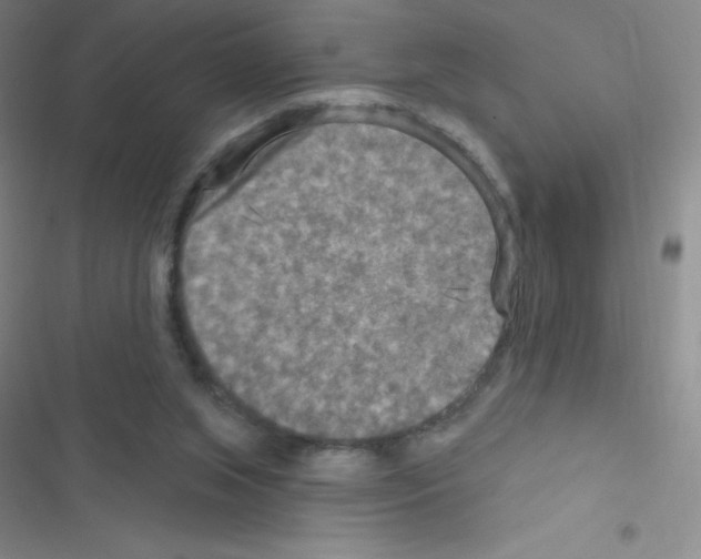 X0000116590063201001211334