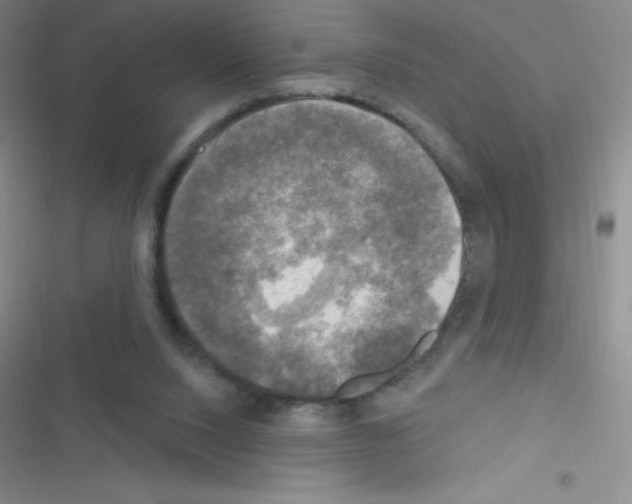 X0000116590064201001211335