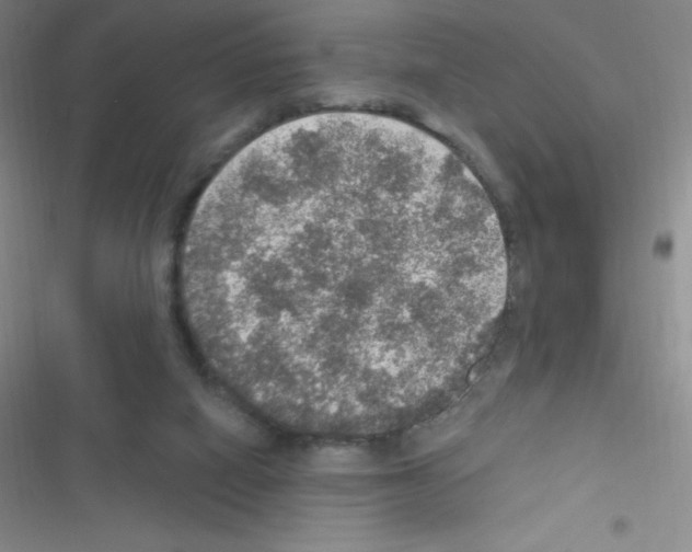 X0000116590066201001211335