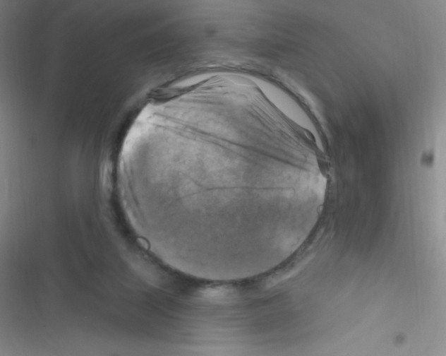 X0000116590067201001211335