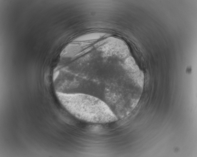 X0000116590074201001211335