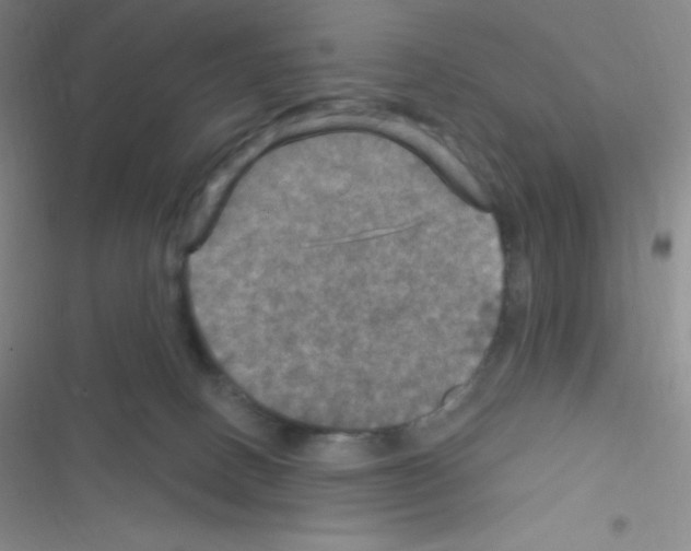 X0000116590082201001211335