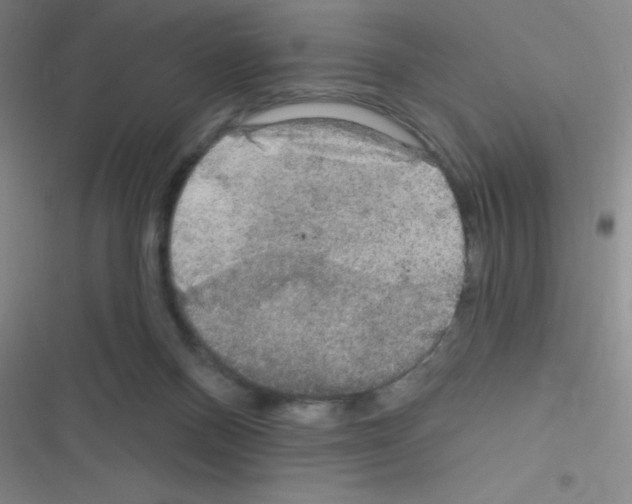 X0000116590120201001211334