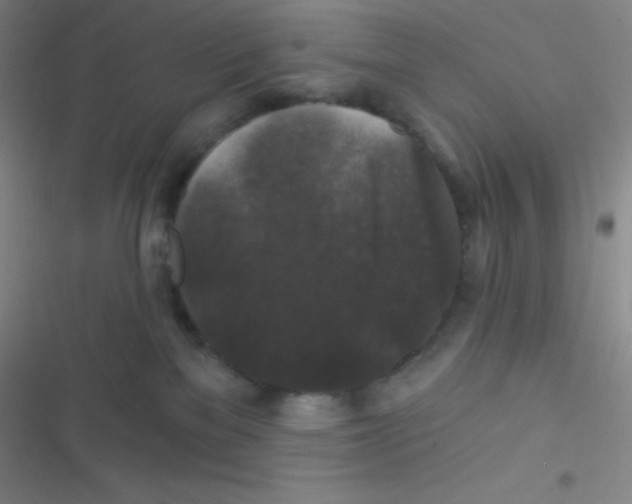 X0000116590137201001211334