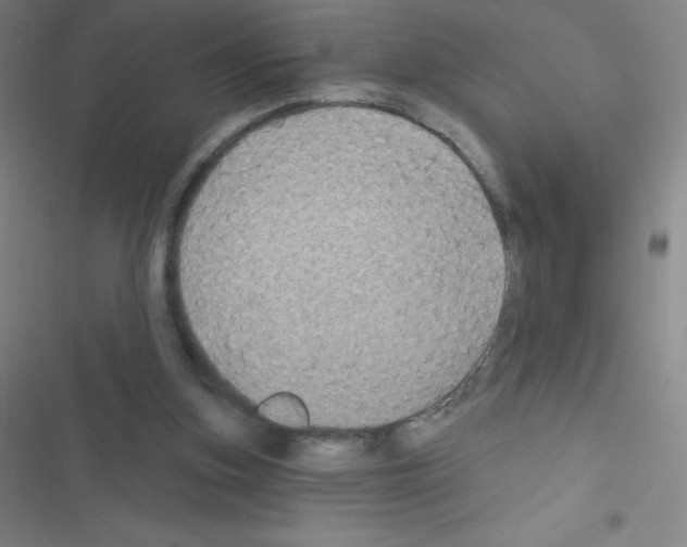 X0000116590155201001211333