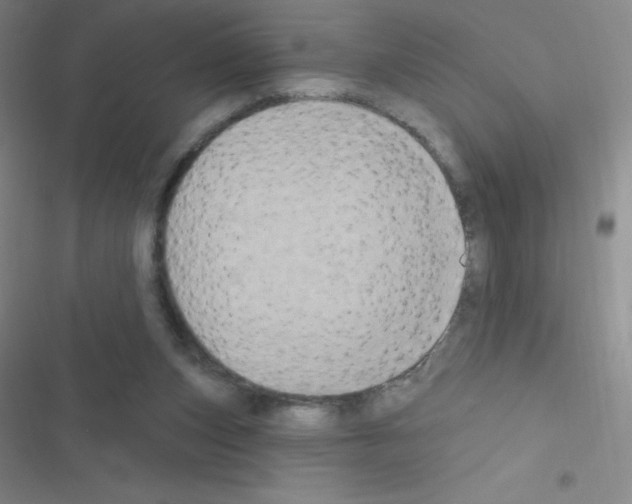 X0000116590159201001211333