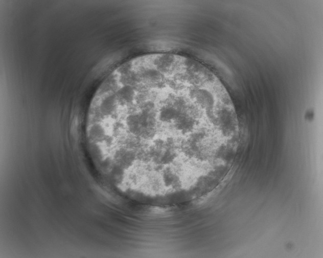 X0000116590166201001211333