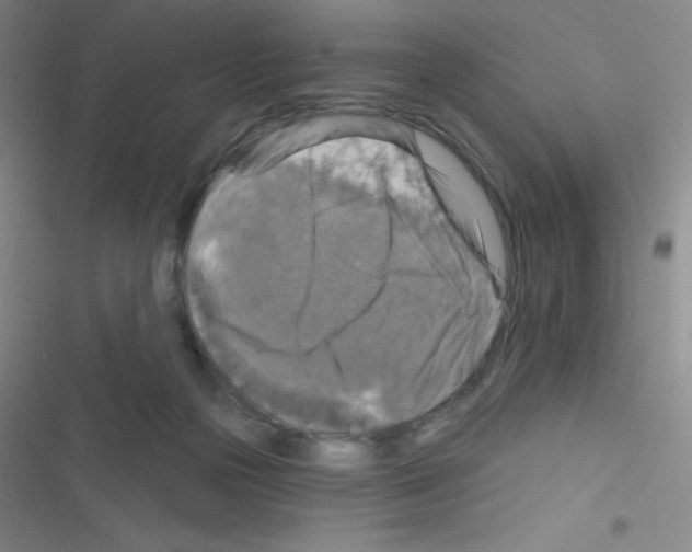 X0000116590169201001211333