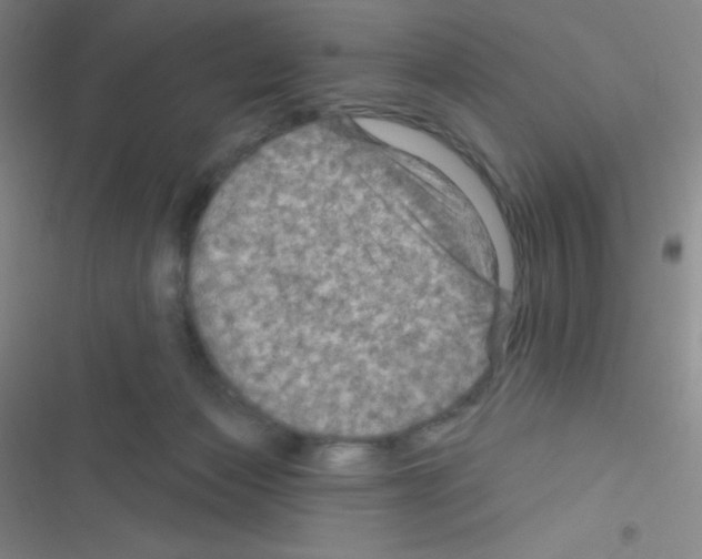 X0000116590173201001211333