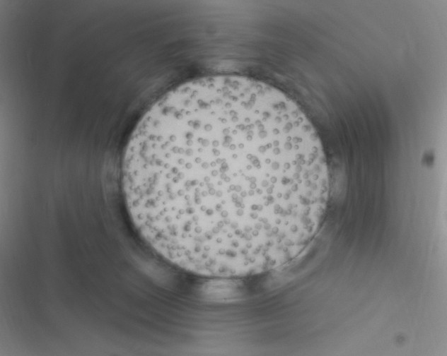 X0000116590179201001211333