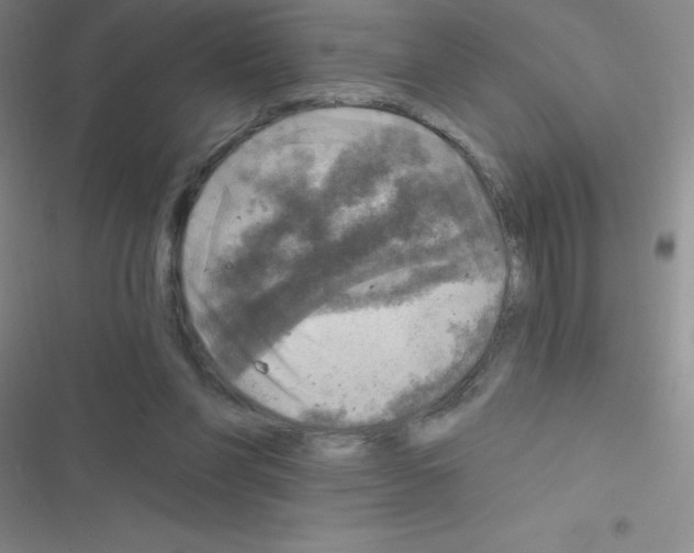 X0000116590206201001211333