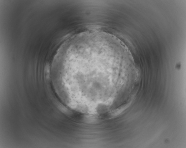 X0000116590238201001211332