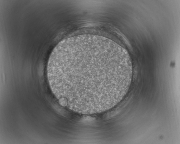 X0000116590257201001211332