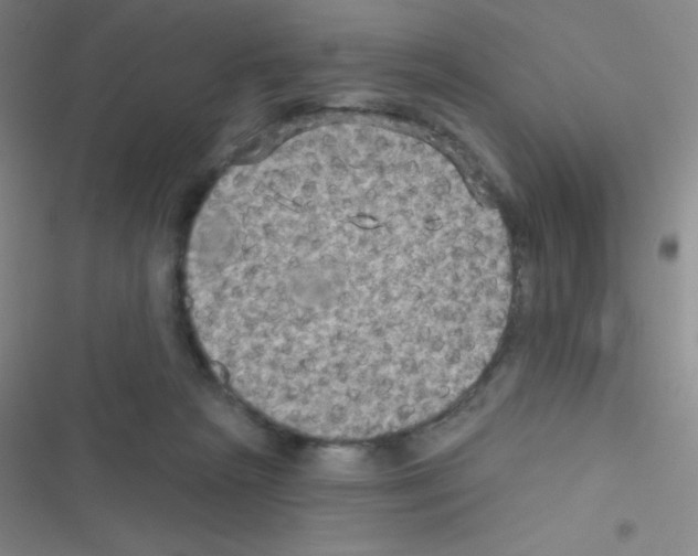 X0000116590265201001211332