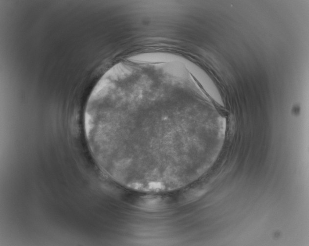 X0000116590267201001211332