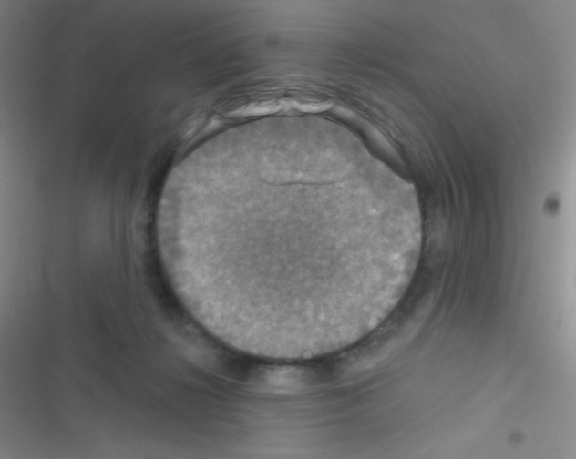 X0000116590268201001211332