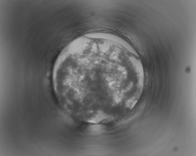 X0000116590269201001211332