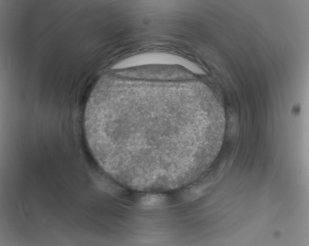 X0000116590274201001211332