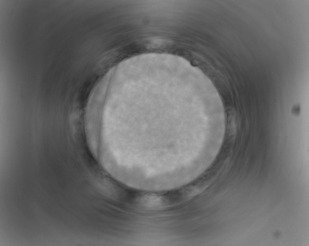 X0000116590276201001211332