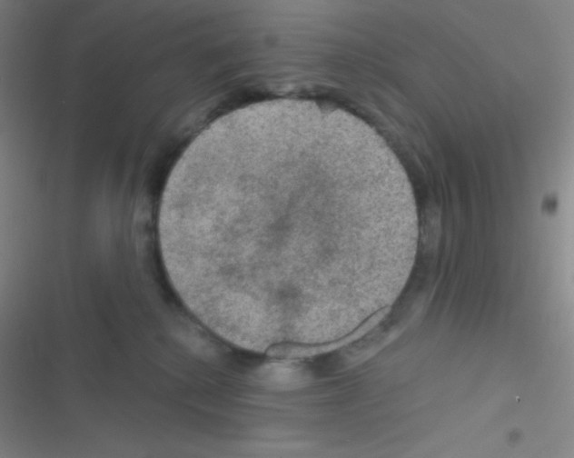 X0000116590280201001211332