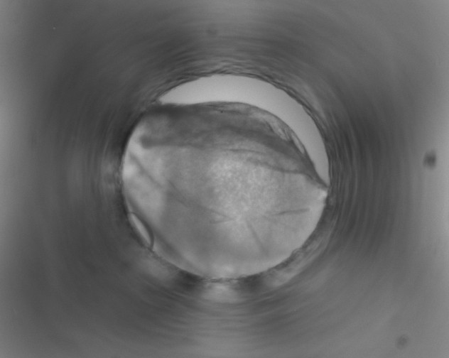 X0000116590285201001211332