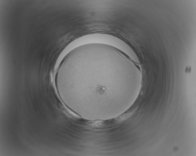 X0000116590288201001211332