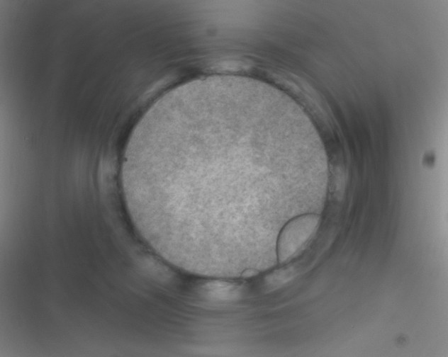 X0000116590326201001211331