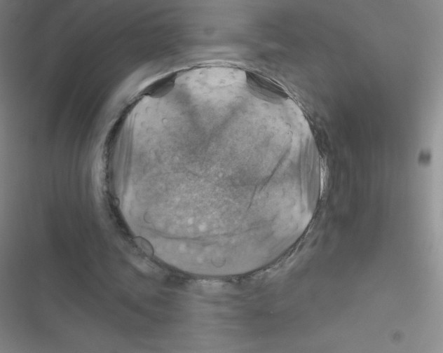 X0000116590339201001211330