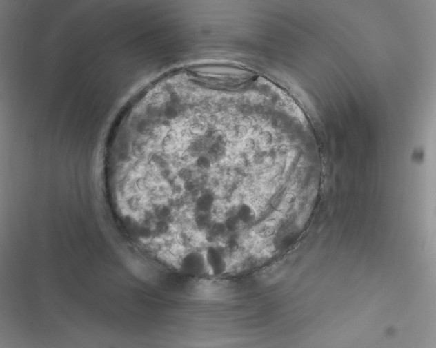 X0000116590346201001211331