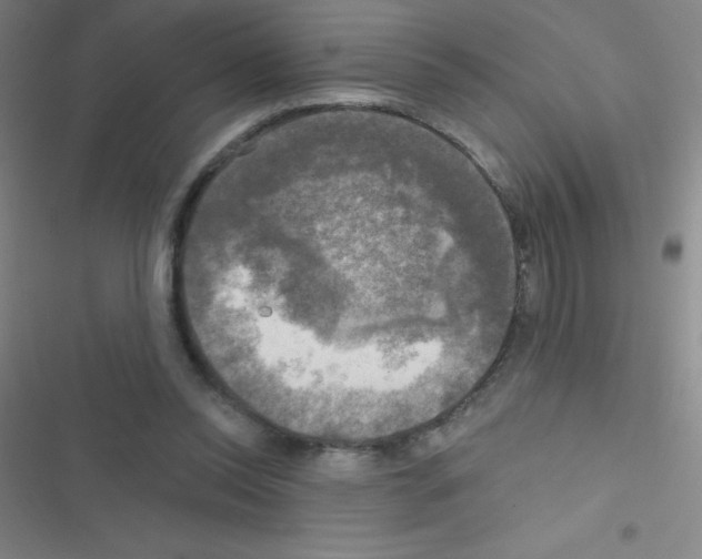 X0000116590350201001211331