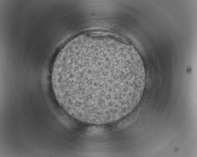 X0000116590354201001211331