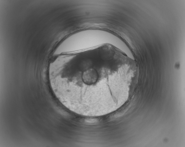 X0000116590357201001211331