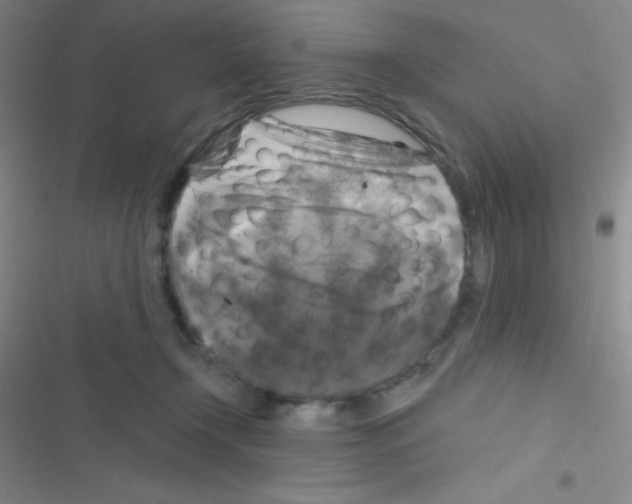 X0000116590366201001211331