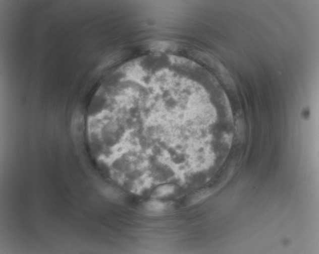 X0000116590375201001211331