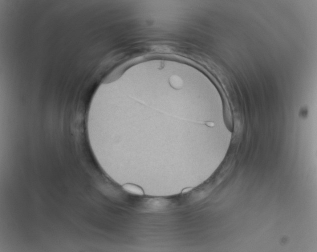 X0000116590379201001211331