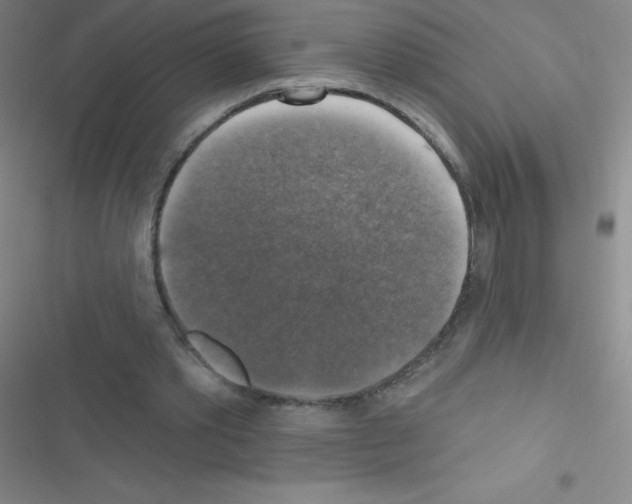 X0000116590389201001211330