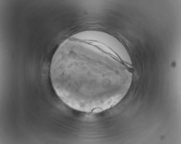 X0000116590475201001211330