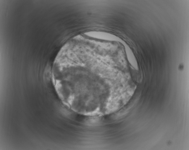 X0000116590479201001211330