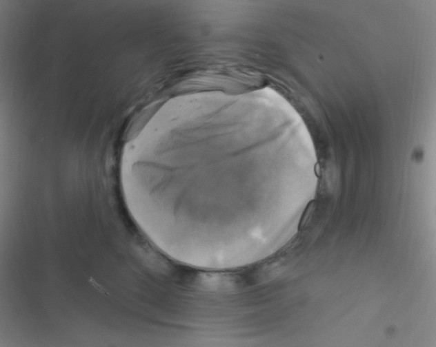 X0000116590520201001211329