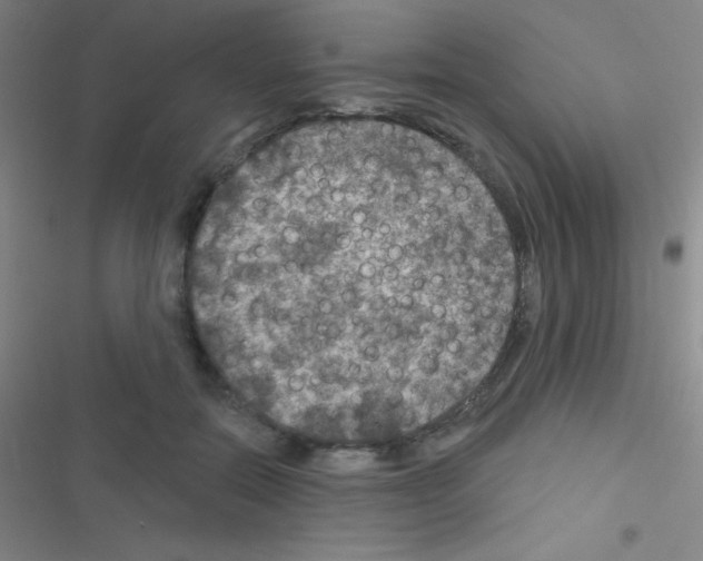 X0000116590554201001211328