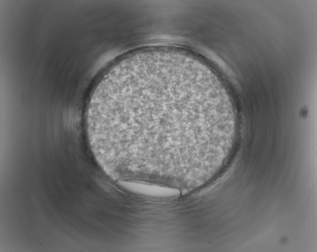 X0000116591259201001211319