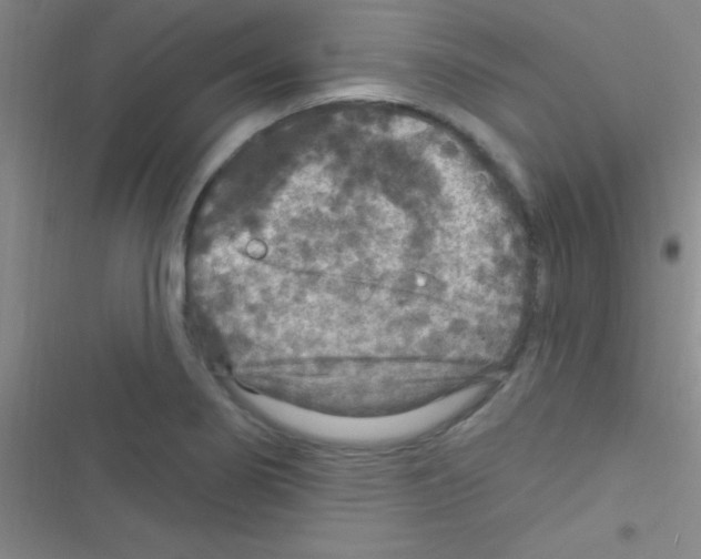 X0000116591274201001211318